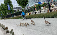 Photo by Sheila Webber; geese babysitting about 20 goslings by taking them for a walk in Vancouver in May 2024